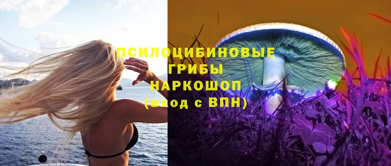 что такое   Терек  Псилоцибиновые грибы Cubensis 